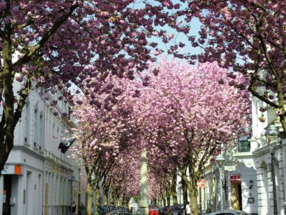 kirschbluete-bonn-jupitersaeule