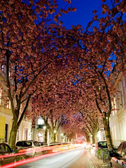 kirschbluete-bonn-nachtaufnahme