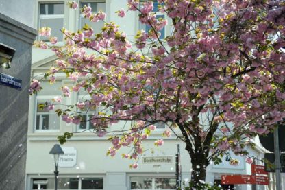 kirschbluete-bonn-baum