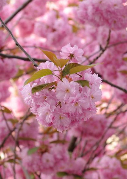 kirschbluete-puschel-rosa