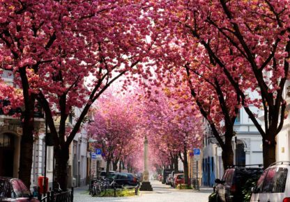 kirschbluete-cherry-blossoms-bonn-altstadt