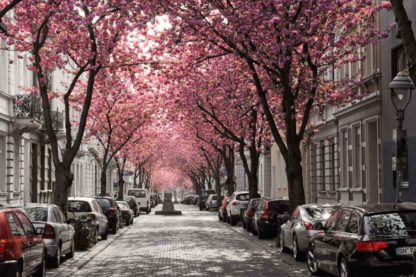 kirschbluete-bonn-heerstrasse