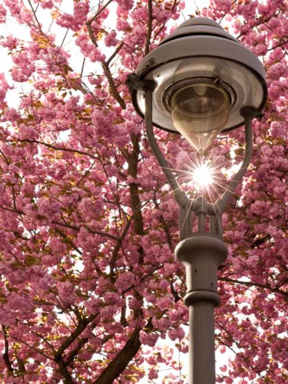 kirschbluete-bonn-laterne-sonne