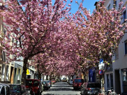 kirschbluete-bonn-breitestr