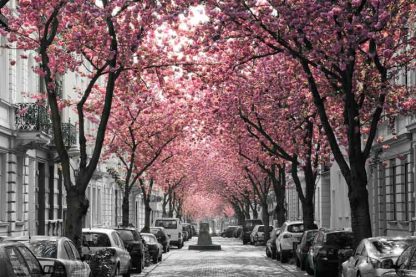 Kirschblüte Bonn - Altstadt #14 – Bild 2