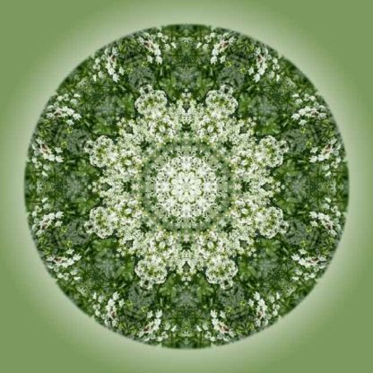 Dolden-Mandala – Bild 2