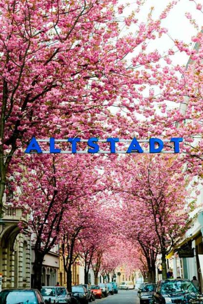 Kirschblüte Bonn - Altstadt #16 – Bild 3