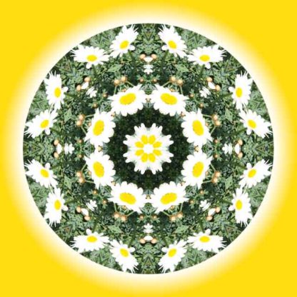 margariten-mandala