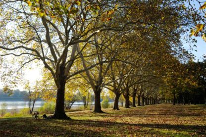 rheinaue-bonn-beuel-platanen-herbst-rhein