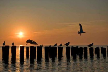 Holland Sonnenuntergang – Bild 2