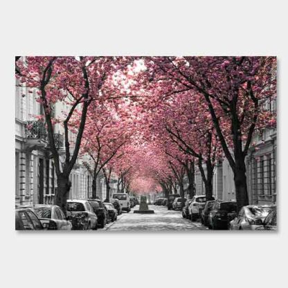 Kirschblüte Bonn - Altstadt #14