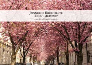 kirschbluetenkalender-2019