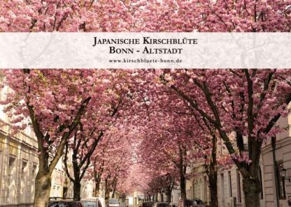 kirschbluetenkalender-2019