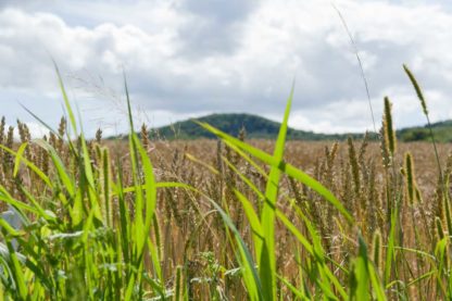 Kornfeld im Siebengebirge – Bild 2