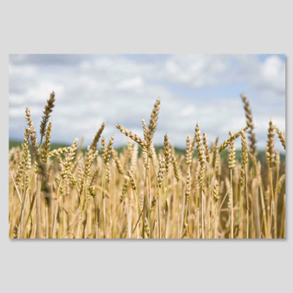 Kornfeld