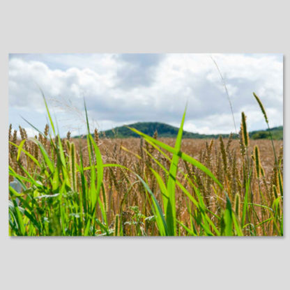 Kornfeld im Siebengebirge