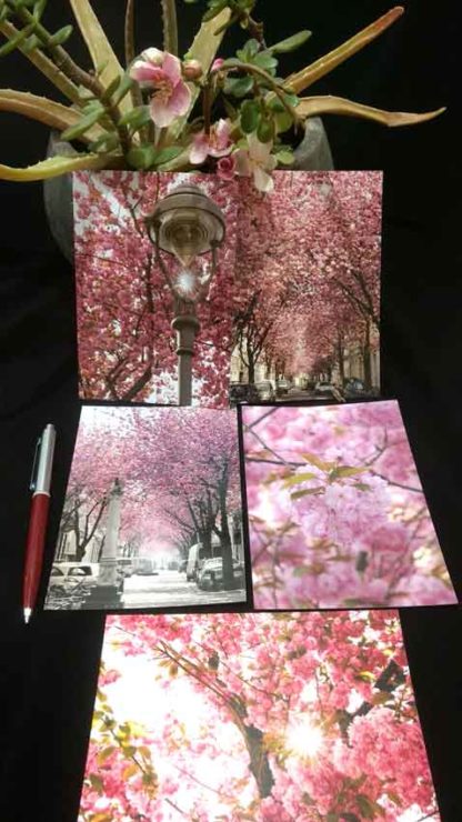 POSTKARTEN-SET 1 "Kirschblüte-Bonn" 10 Stück – Bild 3