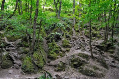 Bretagne-Wald