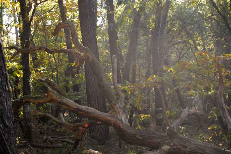 Bretagne-Wald