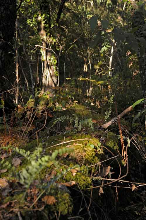 Bretagne-Wald