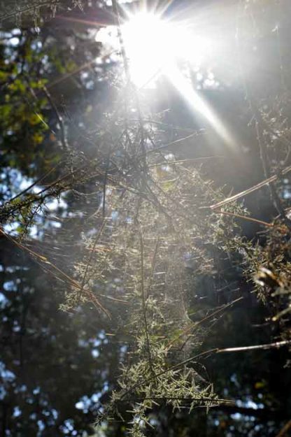 Bretagne-Wald