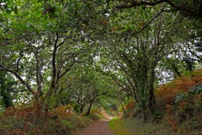 Bretagne-Wald