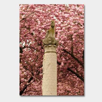 Postkarten - Kirschblüte Bonn - Altstadt #48