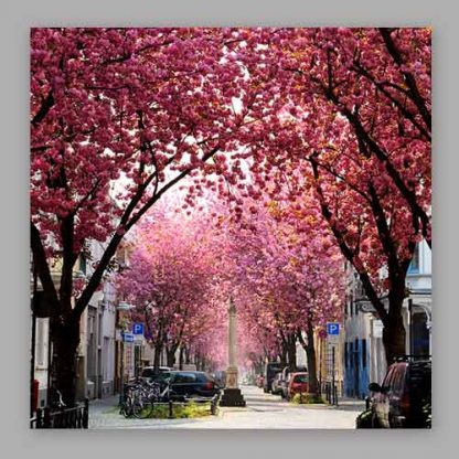 Kirschblüte Bonn - Altstadt #1 MDF – Bild 2