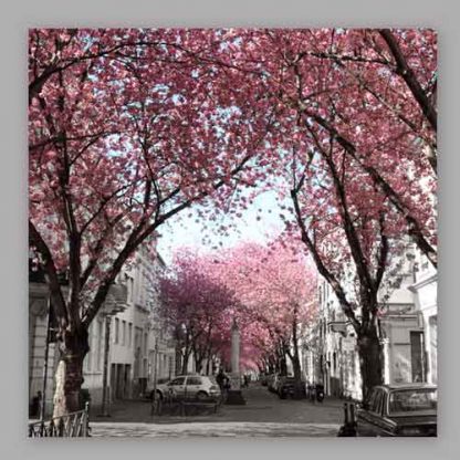 Kirschblüte Bonn - Altstadt #24 MDF