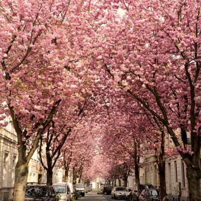 Kirschblüte Bonn - Altstadt #6 MDF – Bild 2