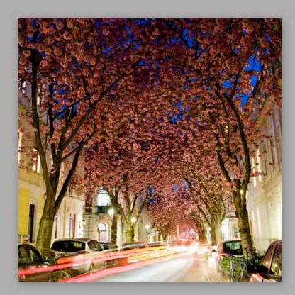 Kirschblüte Bonn - Altstadt #20 – Bild 3