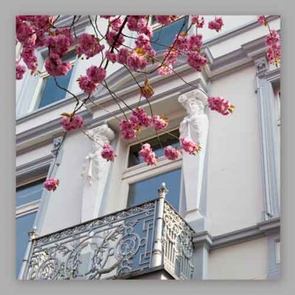 Kirschblüte Bonn - Altstadt #30 MDF