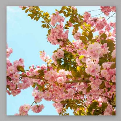 Kirschblüte Bonn - Altstadt #22 MDF