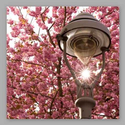 Kirschblüte Bonn - Altstadt #10 MDF