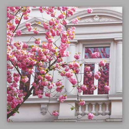 Kirschblüte Bonn - Altstadt #51 MDF