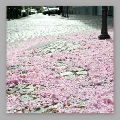 Kirschblüte Bonn - Altstadt #39 MDF