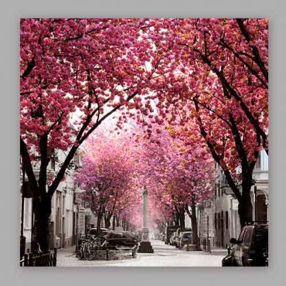 Kirschblüte Bonn - Altstadt #2 MDF