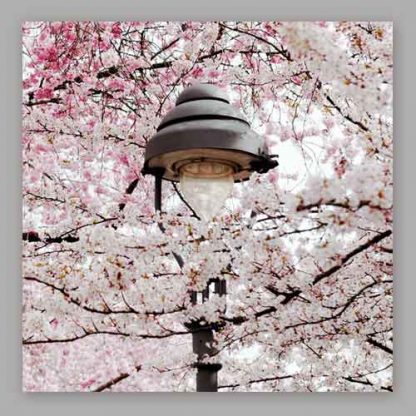 Kirschblüte Bonn - Altstadt #56 MDF