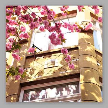 Kirschblüte Bonn - Altstadt #29 MDF