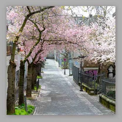Kirschblüte Bonn - Altstadt #50 MDF