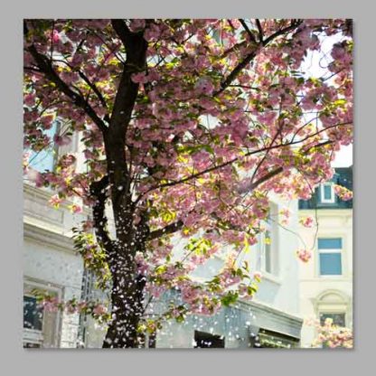 Kirschblüte Bonn - Altstadt #8 MDF