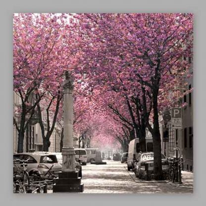 Kirschblüte Bonn - Altstadt #3 MDF