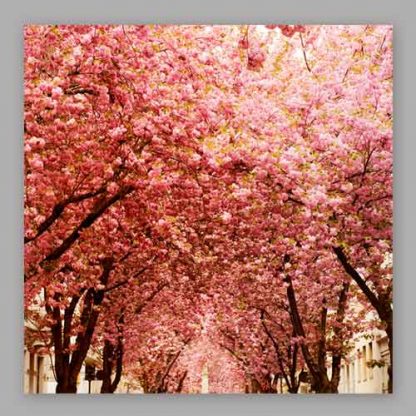Kirschblüte Bonn - Altstadt #38 MDF