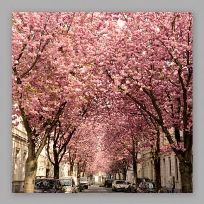 Kirschblüte Bonn - Altstadt #6 MDF