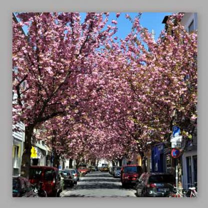 Kirschblüte Bonn - Altstadt #33 MDF