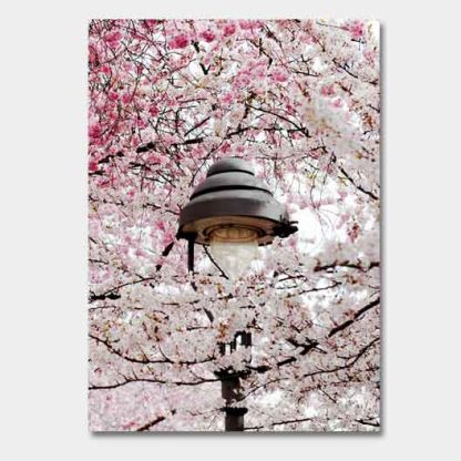 Postkarten - Kirschblüte Bonn - Altstadt #27a