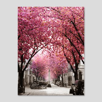 Postkarten - Kirschblüte Bonn - Altstadt #2a