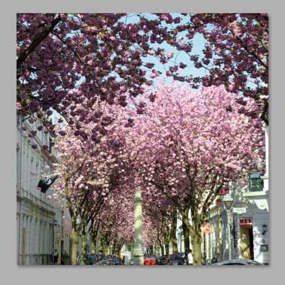 Kirschblüte Bonn - Altstadt #19 MDF