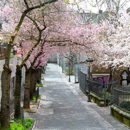 Kirschblüte Bonn - Altstadt #50 MDF – Bild 2