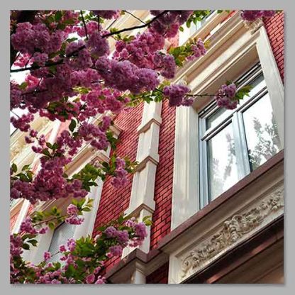 Kirschblüte Bonn - Altstadt #12 MDF